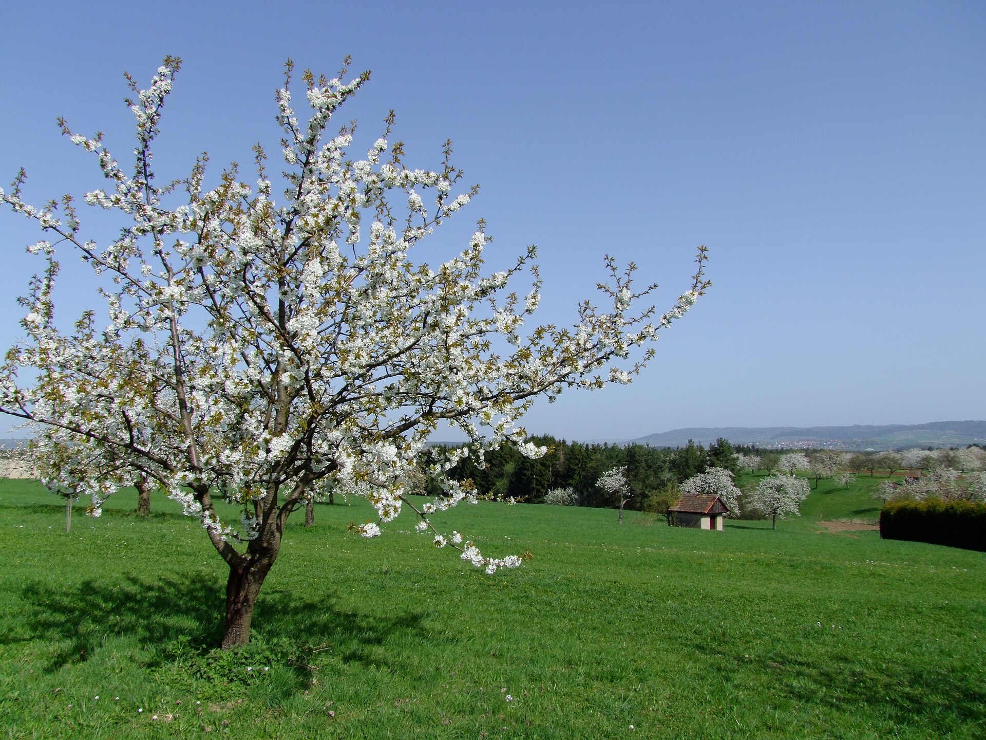 Landimmobilien für naturverbundene Käuferinnen als Symbolbild